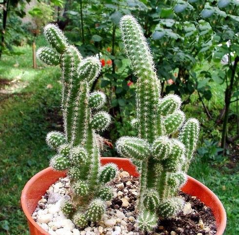 Echinopsis_chamacereus